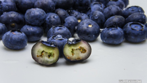 蓝莓价格腰斩每天吃一盒皮肤真的会变白吗 第1张 蓝莓价格腰斩每天吃一盒皮肤真的会变白吗 第1张