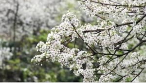 时节梨花风起文化中国行 第1张 时节梨花风起文化中国行 第1张