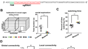 中国科学家揭示基因突变导致孤独症面孔加工异常的分子机制 第1张 中国科学家揭示基因突变导致孤独症面孔加工异常的分子机制 第1张