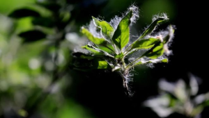 北京发布首个杨柳飞絮预报飞絮预防指南全解析 第1张 北京发布首个杨柳飞絮预报飞絮预防指南全解析 第1张
