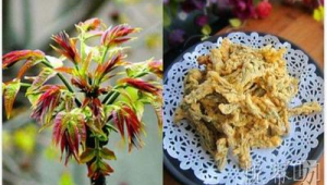 春季必吃美味赛人参错过再等一年  第1张