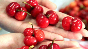 连体樱桃是打激素造成的吗 第1张 连体樱桃是打激素造成的吗 第1张