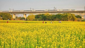 长三角春游首趟赏花旅游列车从上海启程  第1张