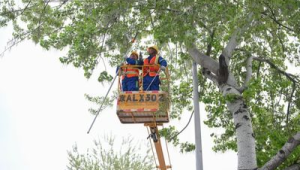 飞絮肆虐扰民存隐患多方联动治理保安全 第1张 飞絮肆虐扰民存隐患多方联动治理保安全 第1张