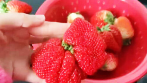 多倍体草莓是打了膨大剂的科技果不能吃 第1张 多倍体草莓是打了膨大剂的科技果不能吃 第1张