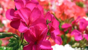 常见引起过敏的花粉来源花卉 第1张 常见引起过敏的花粉来源花卉 第1张