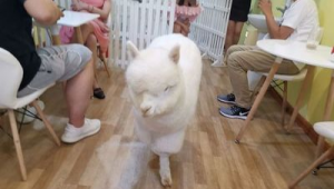 异宠带来传染病风险大吗专家解读 第1张 异宠带来传染病风险大吗专家解读 第1张