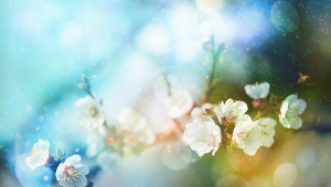 花粉过敏要等有症状了再吃药这个健康误区千万别信  第1张