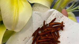 过敏星人的花粉阻击战 第1张 过敏星人的花粉阻击战 第1张