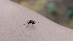 多万血本无归祸起老板拍蚊子 第1张 多万血本无归祸起老板拍蚊子 第1张