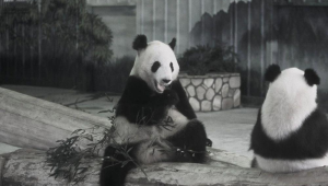 成都大熊猫繁育研究基地功勋熊猫永明离世传奇一生落幕 第1张 成都大熊猫繁育研究基地功勋熊猫永明离世传奇一生落幕 第1张