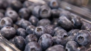 蓝莓易滋生霉菌吃前记得掏耳朵 第1张 蓝莓易滋生霉菌吃前记得掏耳朵 第1张