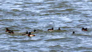 年以来京津冀最美湿地观测到最大青头潜鸭种群 第1张 年以来京津冀最美湿地观测到最大青头潜鸭种群 第1张