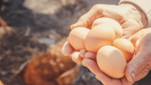 "土鸡蛋和富硒蛋真的比普通鸡蛋更有营养值得买吗" 第1张 "土鸡蛋和富硒蛋真的比普通鸡蛋更有营养值得买吗" 第1张