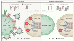 肥胖助长癌细胞生长 第1张 肥胖助长癌细胞生长 第1张