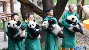 级新生大熊猫宝宝新春集体亮相萌态拜年 第1张 级新生大熊猫宝宝新春集体亮相萌态拜年 第1张