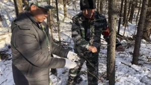 黑龙江多地林区回应盗猎事件称将加强巡护力度 第1张 黑龙江多地林区回应盗猎事件称将加强巡护力度 第1张