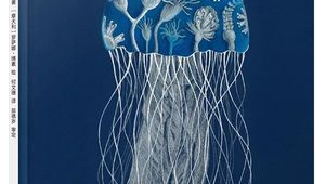 海边遇水母勿触碰有毒医生提醒蜇伤用海水冲洗 第1张 海边遇水母勿触碰有毒医生提醒蜇伤用海水冲洗 第1张