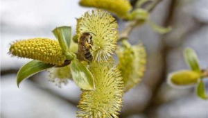 春天的第一个喷嚏响起 第1张 春天的第一个喷嚏响起 第1张