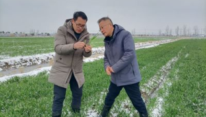 山东农技专家田间把脉问诊助力雪后农业生产 第1张 山东农技专家田间把脉问诊助力雪后农业生产 第1张