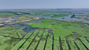 雄安新区白洋淀首次发现中国新记录种五月四节蜉 第1张 雄安新区白洋淀首次发现中国新记录种五月四节蜉 第1张