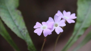 四川青神发现植物新种被命名为眉山报春 第1张 四川青神发现植物新种被命名为眉山报春 第1张