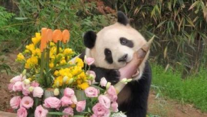 熊猫中心辟谣官方组织网民为大熊猫集资应谣