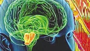 港理大研究揭示持续肥胖或加速大脑退化 第1张 港理大研究揭示持续肥胖或加速大脑退化 第1张