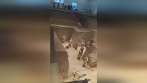 男子翻越护栏跳入秦兵马俑一号坑遭依法处罚 第1张 男子翻越护栏跳入秦兵马俑一号坑遭依法处罚 第1张