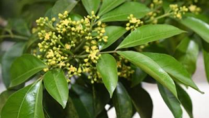 广西发现多个植物新种为中国生物多样性增添新资源 第1张 广西发现多个植物新种为中国生物多样性增添新资源 第1张