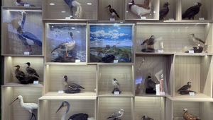 北京构建野生动植物智慧监测体系助力旗舰物种保护 第1张 北京构建野生动植物智慧监测体系助力旗舰物种保护 第1张