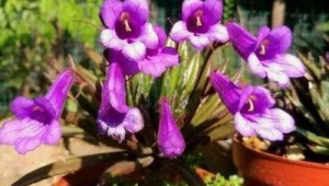 广东发现植物新种南岭报春苣苔 第1张 广东发现植物新种南岭报春苣苔 第1张