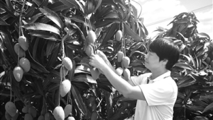 芒果飘香恋上三亚的甜蜜理由 第1张 芒果飘香恋上三亚的甜蜜理由 第1张