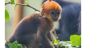 广州长隆新生黑叶猴幼崽初一满月首次亮相 第1张 广州长隆新生黑叶猴幼崽初一满月首次亮相 第1张