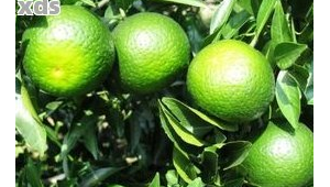 小小青团竟能把人送进医院这些人群食用需注意 第1张 小小青团竟能把人送进医院这些人群食用需注意 第1张