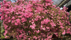 浙江嘉善杜鹃花开迎新春姹紫嫣红绘就全国开门红 第1张 浙江嘉善杜鹃花开迎新春姹紫嫣红绘就全国开门红 第1张