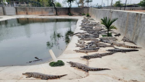 广西贵港小龙虾冬养春收模式带来可观经济效益 第1张 广西贵港小龙虾冬养春收模式带来可观经济效益 第1张
