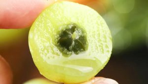 这种水果维生素C含量是橙子的近倍也被誉为刮油神器 第1张 这种水果维生素C含量是橙子的近倍也被誉为刮油神器 第1张