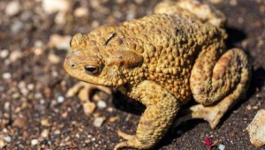 春季慎食野味蟾蜍毒蘑菇野河豚成隐形杀手 第1张 春季慎食野味蟾蜍毒蘑菇野河豚成隐形杀手 第1张