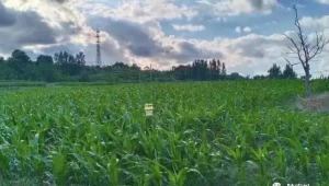 广东全力保障春耕播种面积万亩夯实粮食安全基础 第1张 广东全力保障春耕播种面积万亩夯实粮食安全基础 第1张