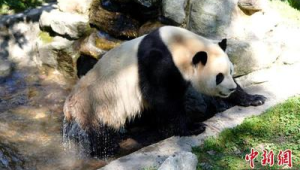 大熊猫福宝复展后采食活动状态良好 第1张 大熊猫福宝复展后采食活动状态良好 第1张