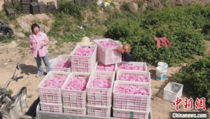 山西闻喜桃农春管忙满园春意促振兴 第1张 山西闻喜桃农春管忙满园春意促振兴 第1张